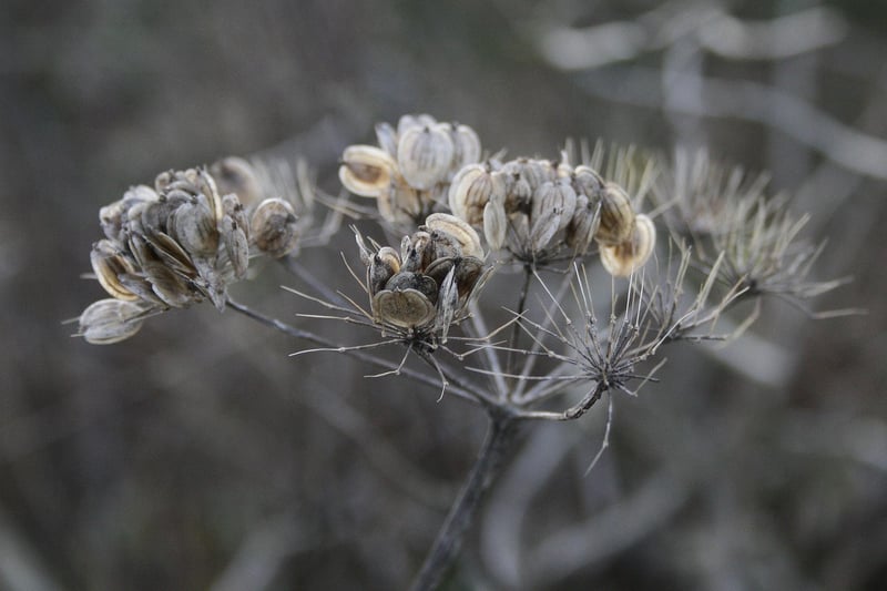 Transcendent Botany